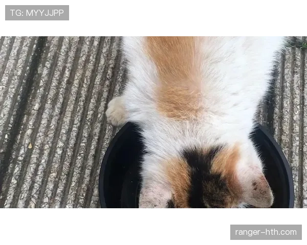 庞伟这日常比赛场还拼?听说他早晨跑步时候连楼下猫都懒得理他了 庞伟这日常比赛场还拼?听说他早晨跑步时候连楼下猫都懒得理他了